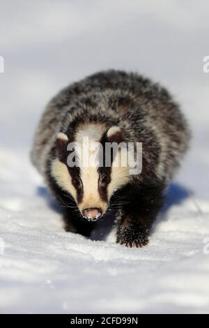Europäischer Dachs (Meles meles), erwachsen, im Winter, im Schnee, Futter, Laufen, Böhmerwald, Tschechien Stockfoto