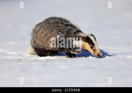 Europäischer Dachs (Meles meles), erwachsen, im Winter, im Schnee, Futter, Laufen, Böhmerwald, Tschechien Stockfoto