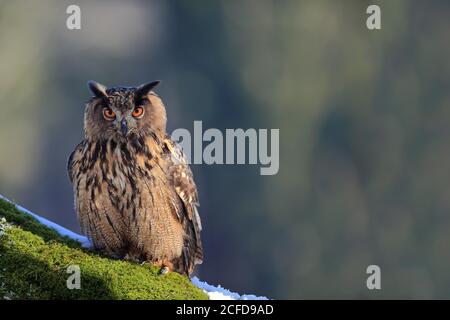 Eurasische Adlereule (Bubo bubo), erwachsen, am Baum, im Winter, Schnee, wachsam, Böhmerwald, Tschechien Stockfoto