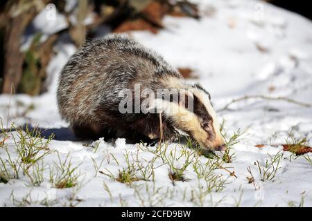 Europäischer Dachs (Meles meles), erwachsen, im Winter, im Schnee, Futter, Laufen, Böhmerwald, Tschechien Stockfoto