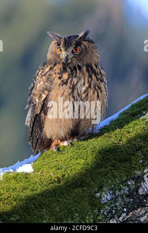 Eurasische Adlereule (Bubo bubo), erwachsen, am Baum, im Winter, Schnee, wachsam, Böhmerwald, Tschechien Stockfoto