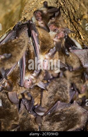 Bechstein-Fledermaus (Myotis bechsteinii), mehrere Tiere hängen im Nistkasten, Deutschland Stockfoto