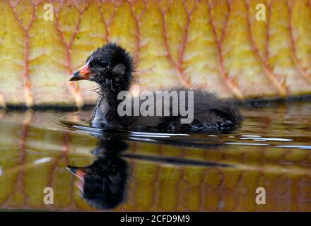 Moorhuhn (Gallinula chloropus), Jungtier, Küken, schwimmend im Wasser vor den Blättern der riesigen Seerose (Victoria amazonica) Stockfoto