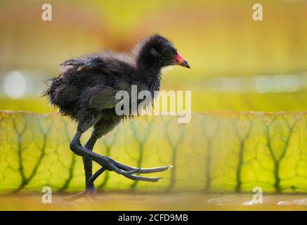 Moorhühner (Gallinula chloropus), Jungtier, Küken, auf Blättern der riesigen Seerose (Victoria amazonica), Baden-Württemberg, Deutschland Stockfoto