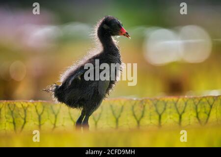 Moorhühner (Gallinula chloropus), Jungtier, Küken, auf Blättern der riesigen Seerose (Victoria amazonica), Baden-Württemberg, Deutschland Stockfoto