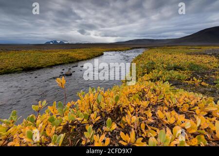 Herbstliche farbige oder (Salix arctica) bedeckt die Ufer eines Baches, in der Nähe von Laugafell, Highlands, Island Stockfoto