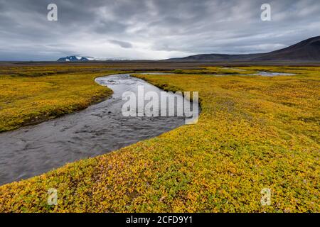 Herbstliche farbige oder (Salix arctica) bedeckt die Ufer eines Baches, in der Nähe von Laugafell, Highlands, Island Stockfoto