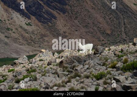 Vicuna (Vicugna vicugna) auf felsigen Boden, Salinas und Aguada Blanca National Reservation, Arequipa Region, Peru Stockfoto