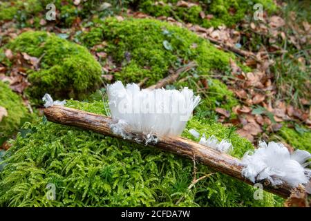 Haariger Reis, seltenes Phänomen auf Totholzzweig, moosiger Waldboden, Deutschland Stockfoto