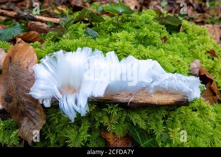 Haariger Reis, seltenes Phänomen auf Totholzzweig, moosiger Waldboden, Deutschland Stockfoto