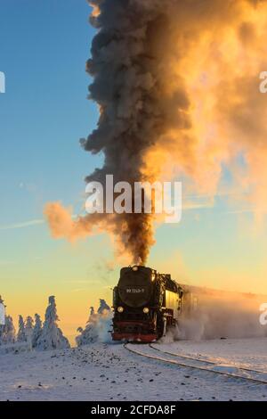 Brockenbahn fährt durch verschneite Fichten (Picea) zum Brocken im Abendlicht, Harz, Schierke, Sachsen-Anhalt, Deutschland Stockfoto