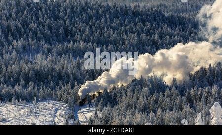 Brockenbahn fährt durch verschneite Fichten (Picea) zum Brocken, Harz, Schierke, Sachsen-Anhalt, Deutschland Stockfoto