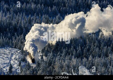 Brockenbahn fährt durch verschneite Fichten (Picea) zum Brocken, Harz, Schierke, Sachsen-Anhalt, Deutschland Stockfoto