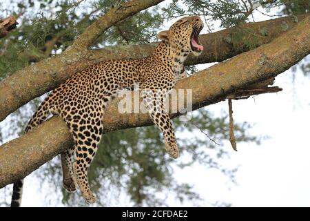 Leopard (Panthera pardus), weiblich, im Baum liegend, gähnend, Queen Elisabeth National Park, Uganda Stockfoto