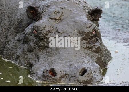 Hippo (Hippopotamus amphibius) Baden im Schlamm, Tierportrait, Queen Elisabeth Nationalpark, Uganda Stockfoto