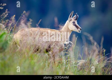 Jugendchamäse (Rupicapra rupicapra), Tierkind, Vogesen, Frankreich Stockfoto