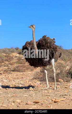 Südafrikanischer Strauß (Struthio camelus australis), Erwachsene, weiblich, wachsam, Oudtshoorn, Western Cape, Südafrika, Afrika Stockfoto