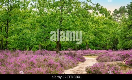 Violette Heidekraut Landschaft in Belgien. Stockfoto