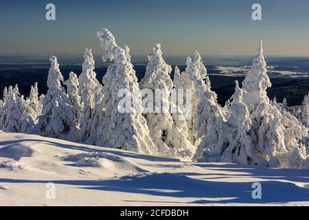 Schneefichten (Picea) auf Brocken, Harz, Schierke, Sachsen-Anhalt, Deutschland Stockfoto