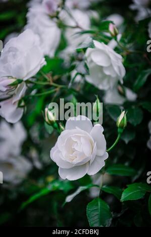 Nahaufnahme von weichen weißen Rosen Stockfoto