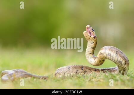 Python Schlange auf dem Boden gewellt Stockfoto