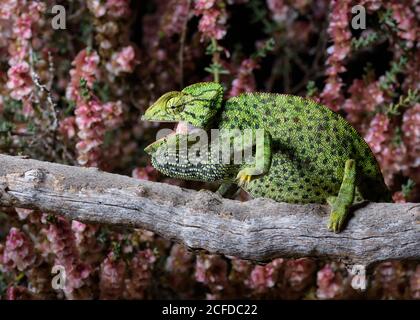 Seitenansicht der grün gefleckten Eidechse, die auf einem Baum ruht Schöne rosa Blumen hinter Stockfoto