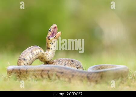 Python Schlange auf dem Boden gewellt Stockfoto