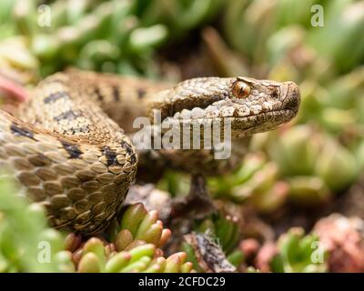 Python Schlange auf dem Boden gewellt Stockfoto