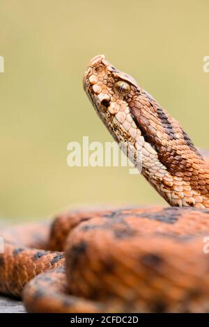 Python Schlange auf dem Boden gewellt Stockfoto