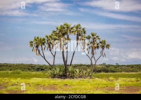 Tall doum Palmen wachsen im Grasland auf dem Hintergrund Blauer Himmel an sonnigen Tagen