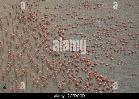 Luftaufnahme von rosa Flamingos in der Nähe des Ufers stehen und trinken Wasser aus dem See Stockfoto