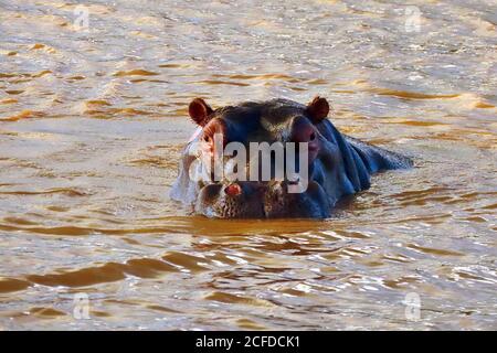 Ein gewöhnlicher Hippopotamus (Hippopotamus amphibius), der sich in einem schlammigen Wasserloch im Erindi Wildreservat, Namibia, wälzt Stockfoto