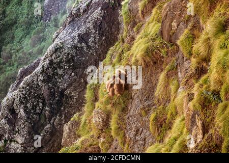 Von oben von Gelada Affen sitzen auf felsigen Hang bedeckt Mit grünem Gras Stockfoto