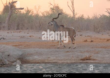 Volle Länge des wilden Großkudu Tier auf dem Boden stehen Gegen trockene Vegetation in Savuti in Afrika Stockfoto