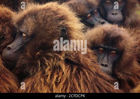 Flauschige Maulkörbe von dichten Gruppe von Gelada Paviane in natürlichen Lebensraum in Äthiopien, Afrika drängen Stockfoto