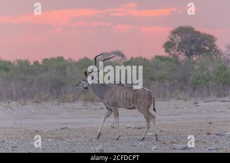 Volle Länge des wilden Großkudu Tier auf dem Boden stehen Gegen trockene Vegetation in Savuti in Afrika Stockfoto