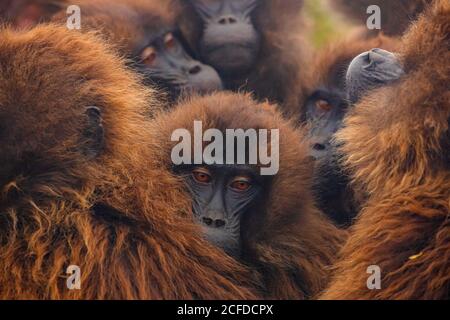 Flauschige Maulkörbe von dichten Gruppe von Gelada Paviane in natürlichen Lebensraum in Äthiopien, Afrika drängen Stockfoto