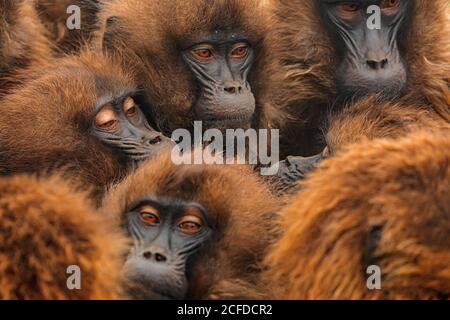 Flauschige Maulkörbe von dichten Gruppe von Gelada Paviane in natürlichen Lebensraum in Äthiopien, Afrika drängen Stockfoto