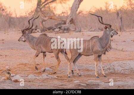 Volle Länge von zwei wilden größeren Kudu Tiere stehen Auf dem Boden gegen trockene Vegetation in Savuti in Afrika Stockfoto