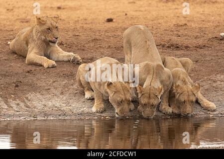 Gruppe von wilden Löweninnen Trinkwasser aus Teich in Savanne In Savuti in Botswana Stockfoto