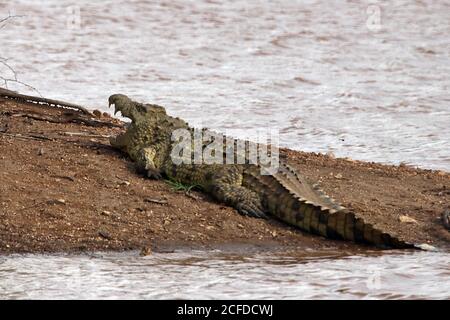 Ein Nilkrokodil (Crocodylus niloticus) am schlammigen Ufer eines Wasserlochs im Erindi Wildreservat, Erongo, Namibia Stockfoto