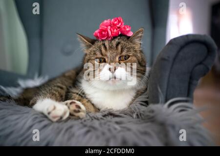 Niedliche gestromte weiße britische Kurzhaarkatze mit Krone aus Blumen auf dem Kopf Stockfoto