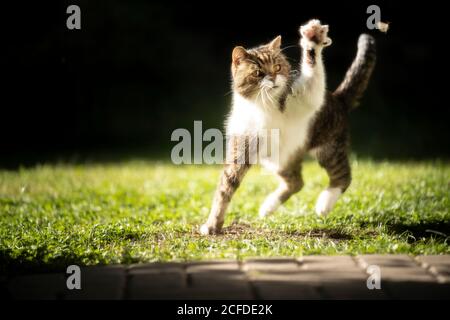 Tabby weiße britische Kurzhaarkatze Jagd auf eine Motte in der Morgensonne Stockfoto