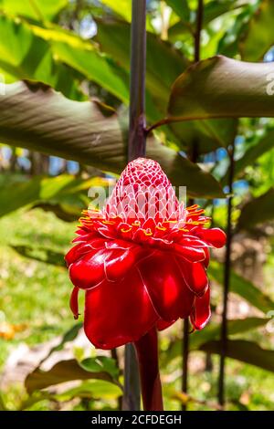 Fackel-Ingwer (Etlingera elatior), Ingwerblume, Ivoloina Nationalpark, Ivoloina Fluss, Taomasina, Tamatave, Madagaskar, Afrika, Indischer Ozean Stockfoto