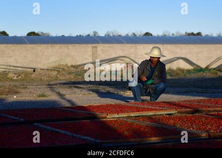 (200905) -- DELINGHA, 5. September 2020 (Xinhua) -- Li Fuwen überprüft die trocknenden Goji-Beeren im Dorf Quanshui in der autonomen Präfektur Haixi Mongolisch und Tibetisch, im Nordwesten Chinas Provinz Qinghai, 2. September 2020. Li Fuwen, 51, lebt im Dorf Quanshui der Stadt Delingha, Haixi. Im Jahr 2011, als die Goji-Beere-Industrie im Qaidam-Becken boomte, beschloss Li, der auf Baustellen gearbeitet hatte, in seine Heimatstadt zurückzukehren, um Goji-Beeren anzubauen. Im Jahr 2014, seine Beeren schließlich in die volle Obstperiode. Li verdiente in dieser Saison 120,000 Yuan (etwa 17,541 US-Dollar). Seitdem L Stockfoto