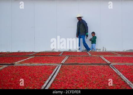 (200905) -- DELINGHA, 5. September 2020 (Xinhua) -- Li Fuwen, gefolgt von seinem Enkel, überprüft die trocknenden Goji-Beeren im Dorf Quanshui in der autonomen Präfektur Haixi Mongolisch und Tibetisch, nordwestlich der chinesischen Provinz Qinghai, 2. September 2020. Li Fuwen, 51, lebt im Dorf Quanshui der Stadt Delingha, Haixi. Im Jahr 2011, als die Goji-Beere-Industrie im Qaidam-Becken boomte, beschloss Li, der auf Baustellen gearbeitet hatte, in seine Heimatstadt zurückzukehren, um Goji-Beeren anzubauen. Im Jahr 2014, seine Beeren schließlich in die volle Obstperiode. Li verdiente 120,000 Yuan (ca. 17,541 US-Dollar) in Stockfoto