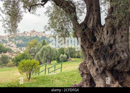 Das Renoir Museum auf dem Anwesen in Les Collettes. Von den Gärten aus konnte der Maler das Schloss der Familie Grimaldi aus dem 14. Jahrhundert besichtigen. Stockfoto