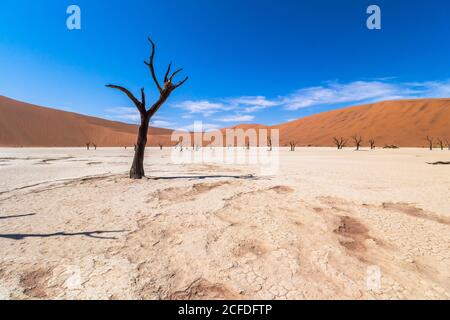 Tote Bäume in der weiten Landschaft der Deadvlei (weiße Salztonpfanne), Sossusvlei, Sesriem, Namibia Stockfoto