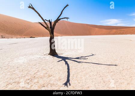 Toter Baum vor der Düne in Deadvlei (weiße Salztonpfanne), Sossusvlei, Sesriem, Namibia Stockfoto