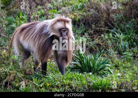 Gelada (Theropithecus gelada), gefangen Stockfoto